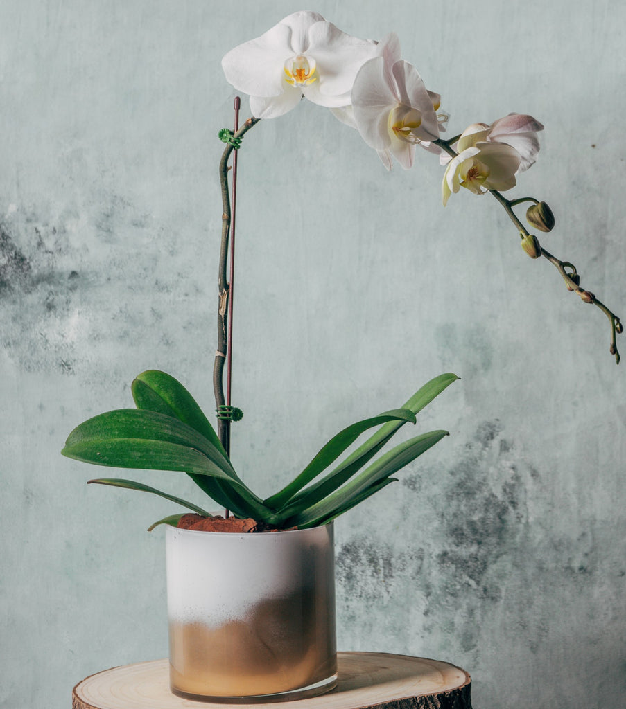 Simple Elegance